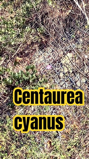 Centaurea cyanus