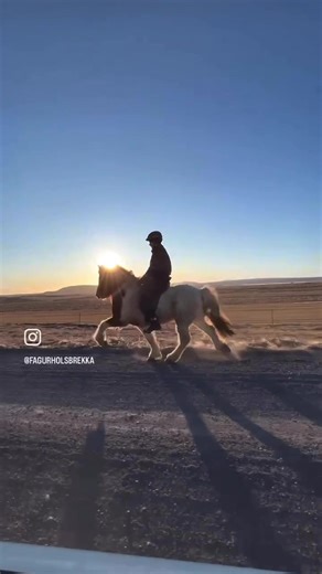 For Sale: Promising Icelandic Horse Heiðar frá Aðalbóli 1