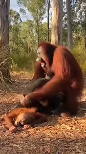 Angry Mother Orangutan Takes Revenge From Sun Bear to Protect Her Bab | UniRescue