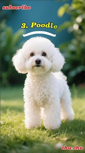 Here are five of the most popular dog breeds in China