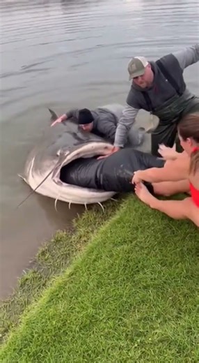 OMG Big fish eating man #aivideo #fish