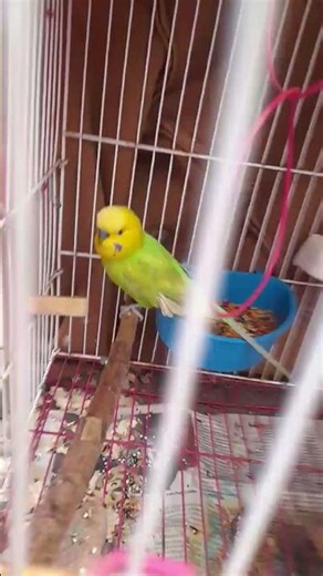 #music #funny #memes pericos bros VS loros bros Carlos rosa