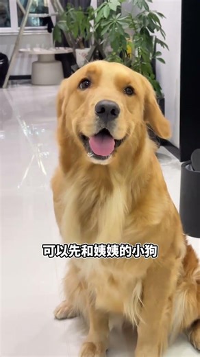 A Dog's Heartfelt Apologies: Mistake Moments Unveiled