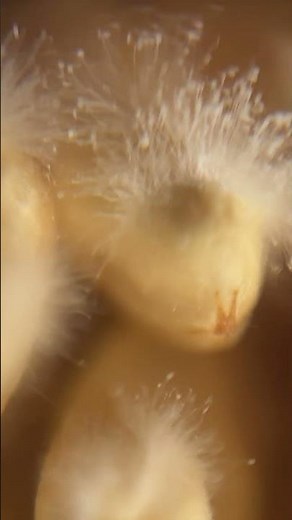 麹菌の世界へようこそ。ふわふわの菌の世界をゆっくりのぞいて行ってね。