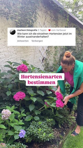 Hortensienarten im Winter richtig bestimmen