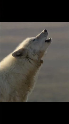 Wolves lifestyle #wildlife #animals #wolf #nature #shorts