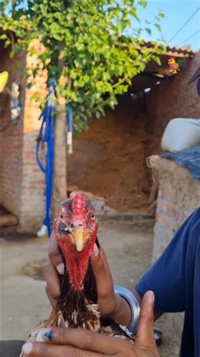 white java 🤠murga 🐓 training 👌 #viral #trending #aseelmurga #murga 💥
