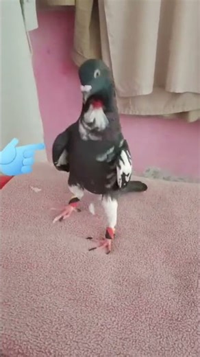 😭😭😭 #shorts #pigeon #birdshorts #birds #viralshorts #youtubeshorts #kabootar