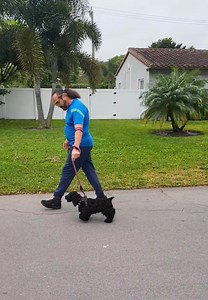 Family Dog Training. Introducing Snoopy. He is a 4 month old Cockapoo. #DogTraining #FamilyDog | Daniel De La Rosa - Dogs | Facebook