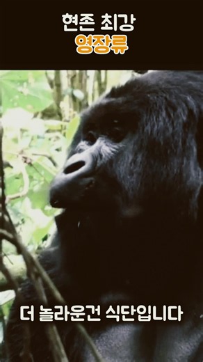 The Strongest Primate on Earth