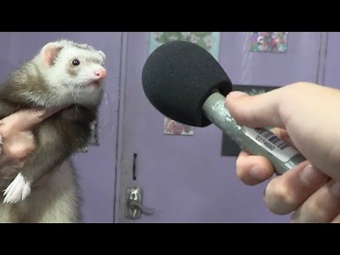 Arizona Ferret Rescue finds furry friends forever homes