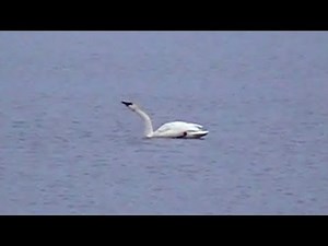 Trumpeter Swans Honking