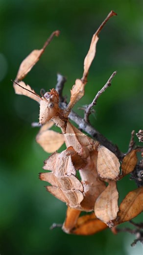 Spiny Leaf insect (Extatosoma tiaratum) Wincent 62cGY #nature #wildlife #Insect | HAWI Studios