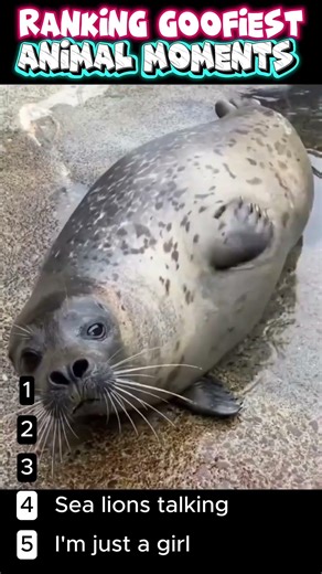 Ranking Goofiest Animal Moments #funny #petsrule #funnyanimals