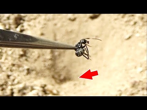 If you drop an ant into an antlion trap...