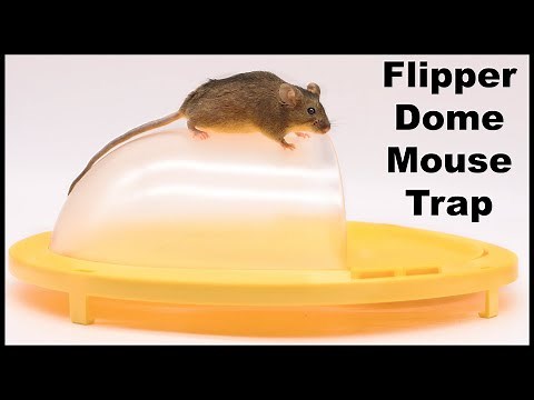 The Flipper Dome Mouse Trap Vs. The Flip & Slide. Mousetrap Monday.