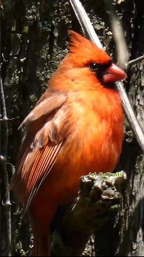Northern Cardinal Singing | Bird