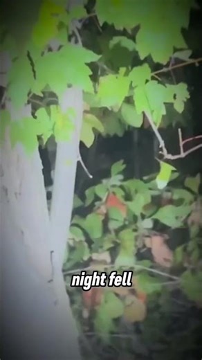 Real Shocking Moments Deep In The Woods — Caught On Film