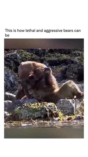 Nature Uncharted on Instagram: "An aggrieved bear—one that’s injured, hungry, or surprised—can become dramatically more aggressive because bears have strong emotional memory; they can remember specific threats and locations and may react with intense force if they feel wronged or cornered."