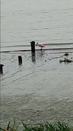 The Ultimate Wading Technique: See How the Spoonbill Sweeps for Dinner