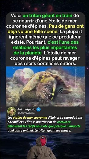 L'ESCARGOT QUI SAUVE LES RÉCIFS CORALLIENS
