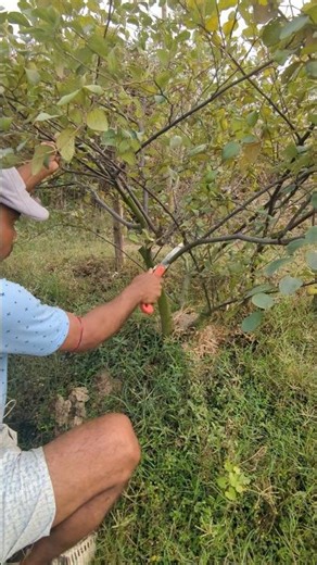 How to prune Apple Ber tree 😯 #yt #shorts #agriculture #pruning #cuttingfruit #farming #farmer