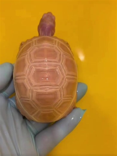 🐢🤍 Albino Leopard Turtle 🤍🐢 With its elegant shell patterns and bright, pale coloring, the albino leopard turtle is a true little wonder. Gentle, rare, and full of charm, it stands out with its calm nature and unique beauty. An adorable living treasure that captures attention and melts hearts 🌿✨💛#turtle #fyp #usa #leopard #china