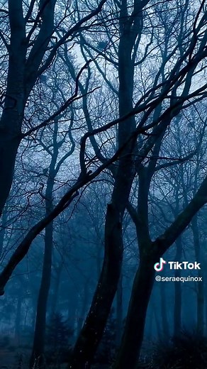 Flightless Bird 🖤 #nature #twilight #twilightforever #twilightforest #twilighttiktok #twilightvibes #twilightsaga