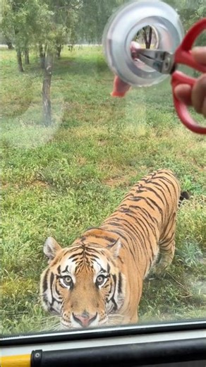 Feed Tiger 🐯 #Love for animals. #Mercy to all creatures. #Fantastic animals of the world.