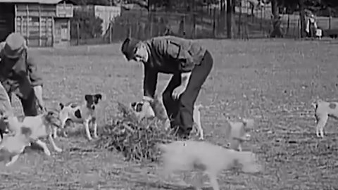 Hitler's Dogs