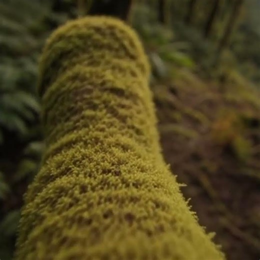 Mesmerizing Forest Zoom-In | Relaxing Nature Zoom Effect