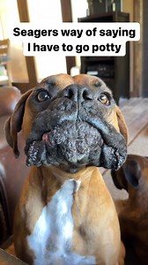 😜Played with this boi today #boxerpuppy #boxerdogcentral #boxerdogfans #boxerdog #boxerdogsofinstagram #boxerpuppies #boxerlove | Boxer Fans