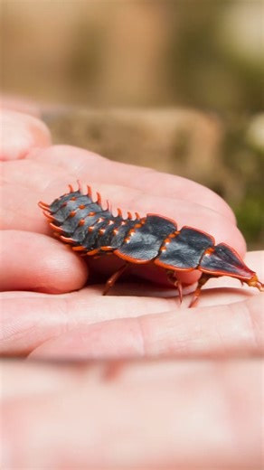 138K views · 2.2K reactions | The mysterious Trilobite Beetle! | Brave Wilderness | Facebook