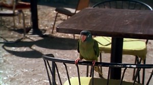 ✅Paulie, el loro bocazas✅ ✅Película completa✅ | Alejandro González