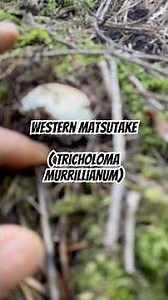 Tips for finding Matsutake Mushrooms. #foraging #mycology #biology #forestry