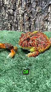 Ếch Pacman Nam Mỹ - Chỉ Cần Vừa Miệng Là Ăn #thếgiớiđộngvật | Hóng Biến Dạo