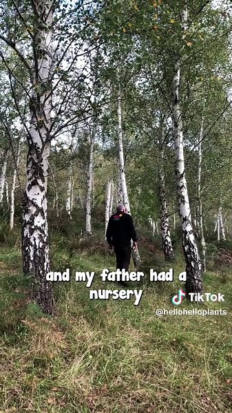 Silver Birch: Elegant tree with white bark, and yellow autumn leaves, perfect for garden focal points.🌳 Click here NOW👇 to get your Silver Birch: https://www.thetutuguru.com.au/shop/silver-birch/ #hellohelloplants #nursery #SilverBirch #plants #melbourne #australia #shopping