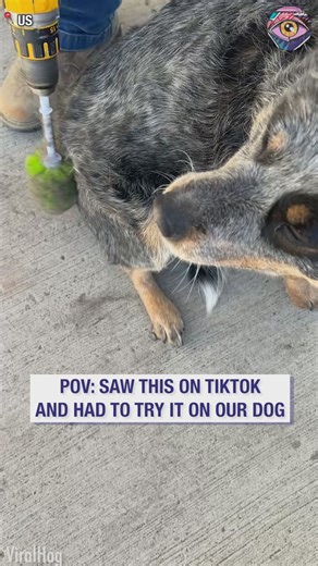 113K views · 166 reactions | Ultimate dog grooming hack | Bright Side | Facebook