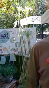 Videoclip 📹 della sera 🌠: l'aromatica 👃🏻 insolita, Allium tuberosum, presentata da #geelfloricultura, con i consigli di coltivazione 👨🏻‍🌾! | Passione in Verde