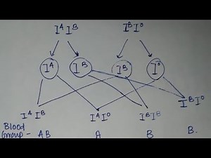 heredity and evolution।। class 10 science।। blood groups।। NCERT solutions।। ssc preparation