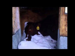 In Colorado, Frozen Cows Are A Conundrum In Conundrum