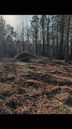 Trees coming down, goals going up.#landclearing #treeremoval #bossmoves