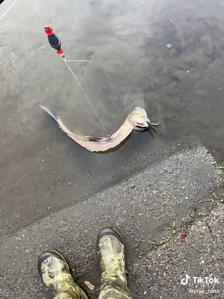 Never thought this would happen to me💀 #yakima #509 #fishing #pnw #trout