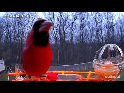 Red Cardinal - took 1 week to visit bird feeder