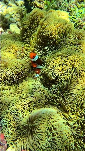 FINDING NEMO!? APO ISLAND CORAL REEF #philippines #clownfish