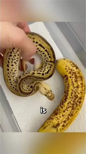 इन जानवरों को देखना मुश्किल है… जानिए क्यों!#AnimalFacts #InvisibleAnimals#shorts