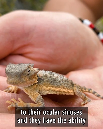 Mark finds a baby dragon! (Desert Horned Lizard) | Brave Wilderness