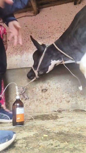 IV cannula in jugular vein in cattle#intravenous injection procedure for cattle