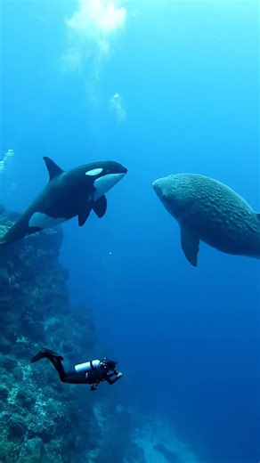 Two ocean giants face off in an epic underwater standoff! A powerful orca circles a massive sunfish in the deep blue, creating an intense territorial battle that will leave you speechless.