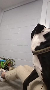 1.1K views · 69 reactions | Hi I'm Oreo. I am a 4 year old terrier...